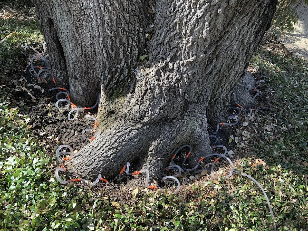 Detailed Tree Cabling and Bracing job site in Freeland